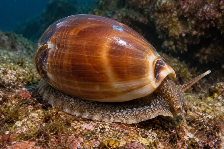 Luria lurida