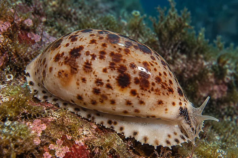 Naria spurca