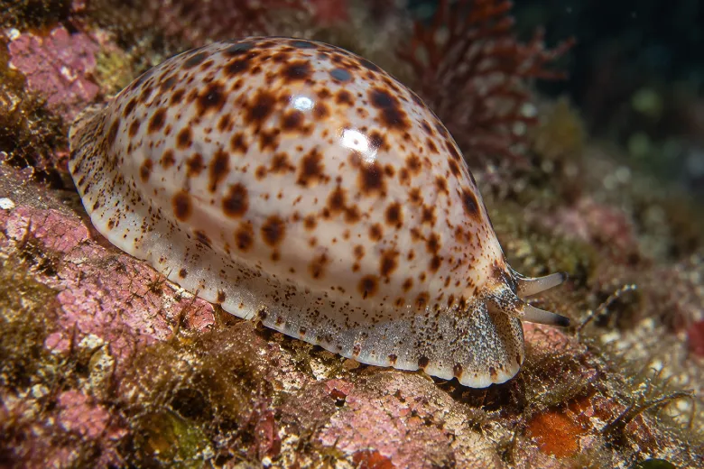 Naria spurca