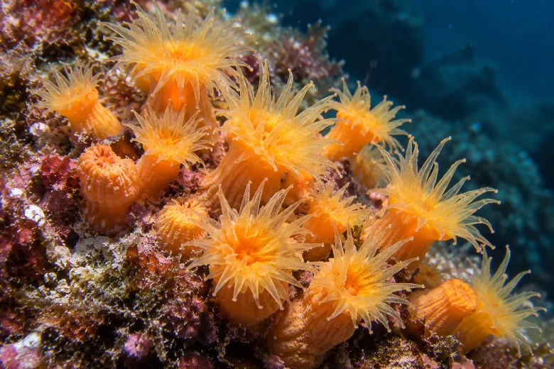 Leptopsammia pruvoti