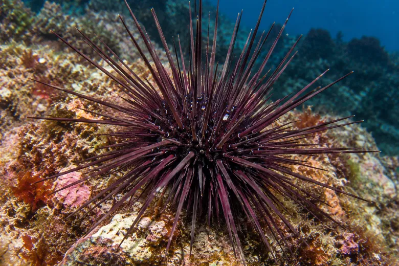 Centrostephanus longispinus