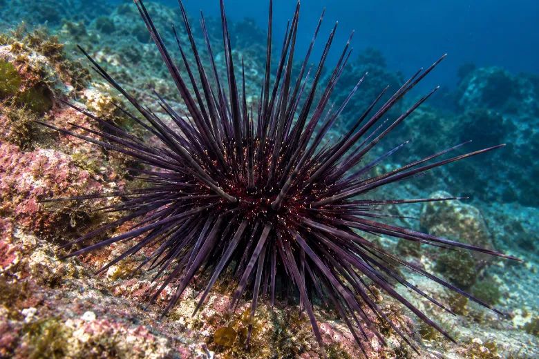 Centrostephanus longispinus