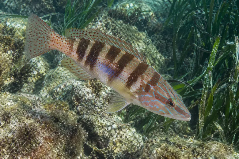 Serranus scriba