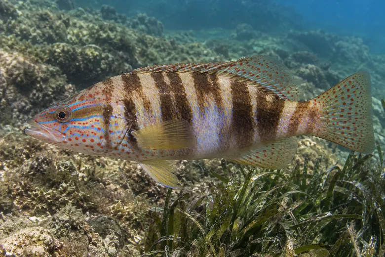 Serranus scriba