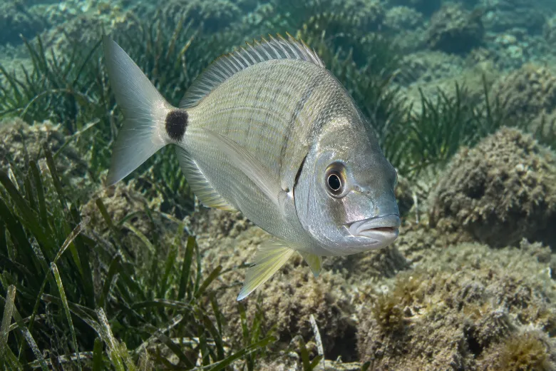 Diplodus annularis