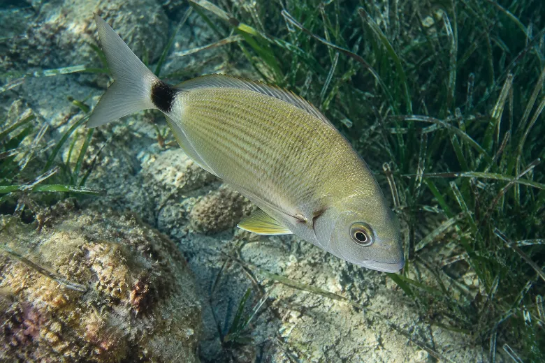 Diplodus annularis
