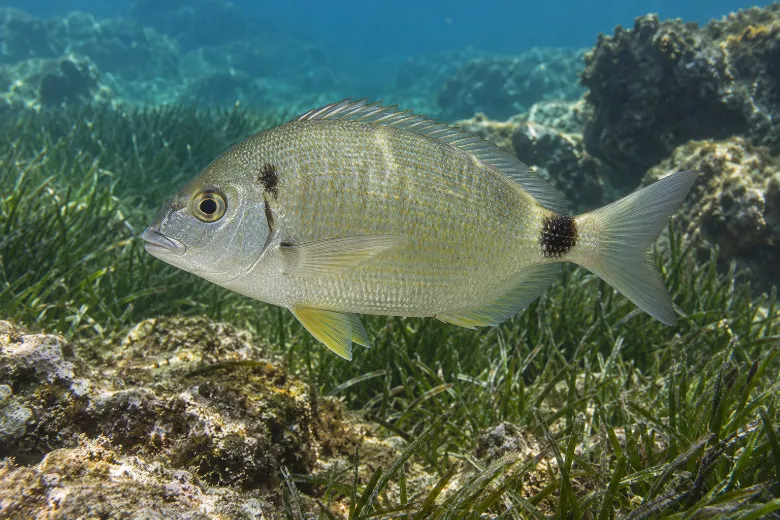 Diplodus annularis