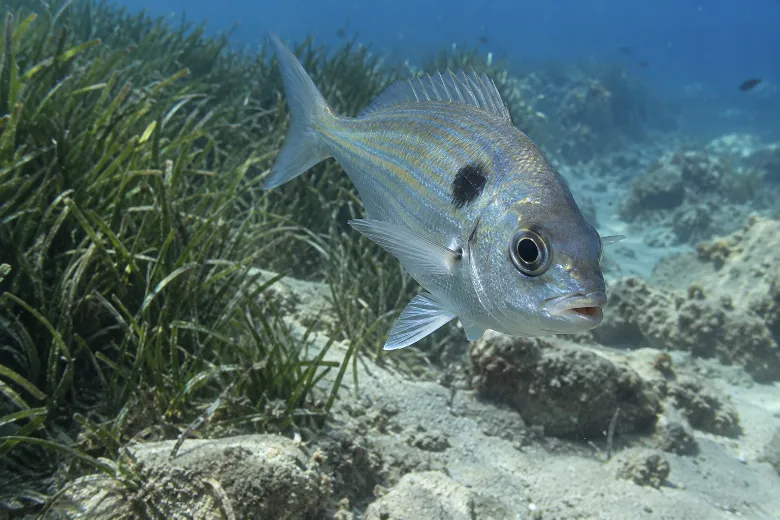 Spicara maena