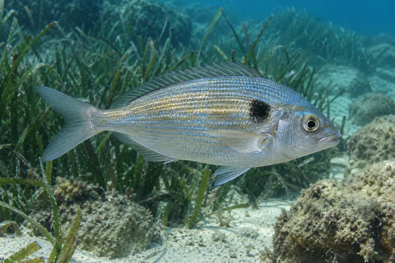 Spicara maena