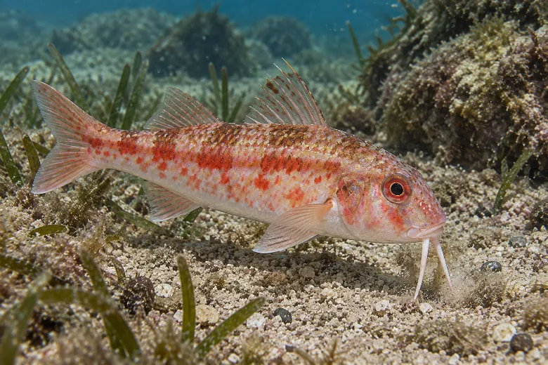 Mullus barbatus