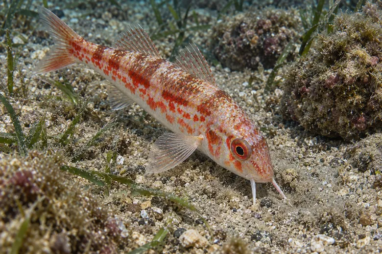 Mullus barbatus