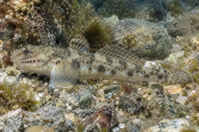 Gobius bucchichi