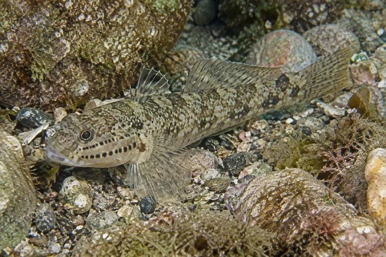 Gobius bucchichi