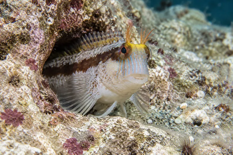 Parablennius rouxi