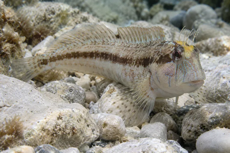 Parablennius rouxi
