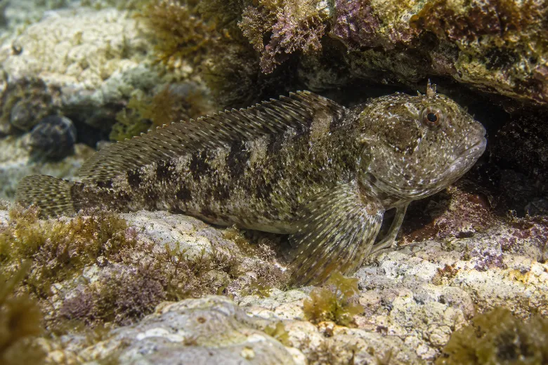 Lipophrys trigloides
