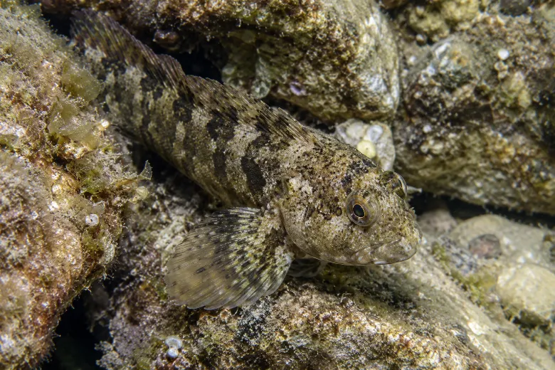 Lipophrys trigloides