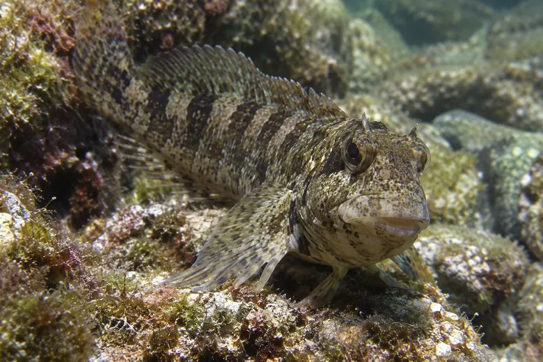 Lipophrys trigloides