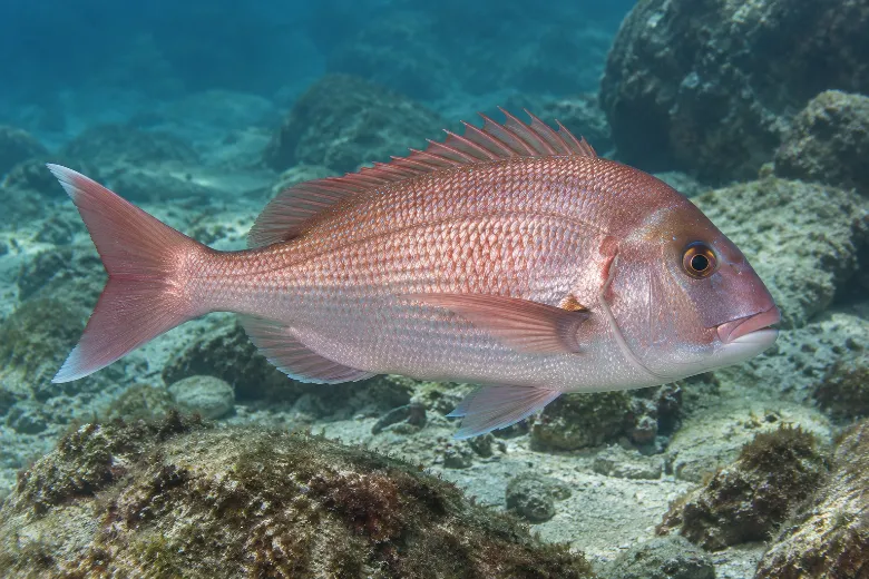 Pagrus pagrus
