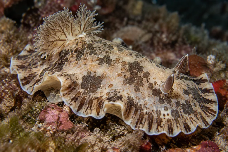 Dendrodoris grandiflora