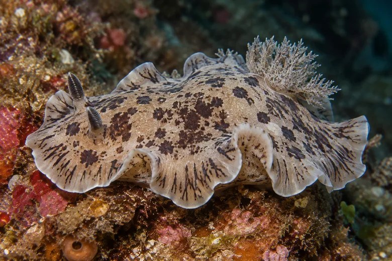 Dendrodoris grandiflora