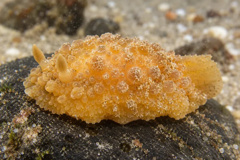 Doris verrucosa
