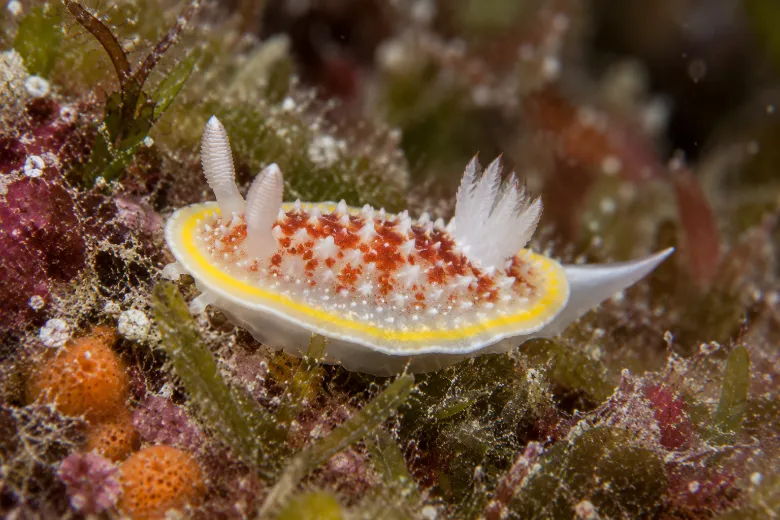 Diaphorodoris luteocincta