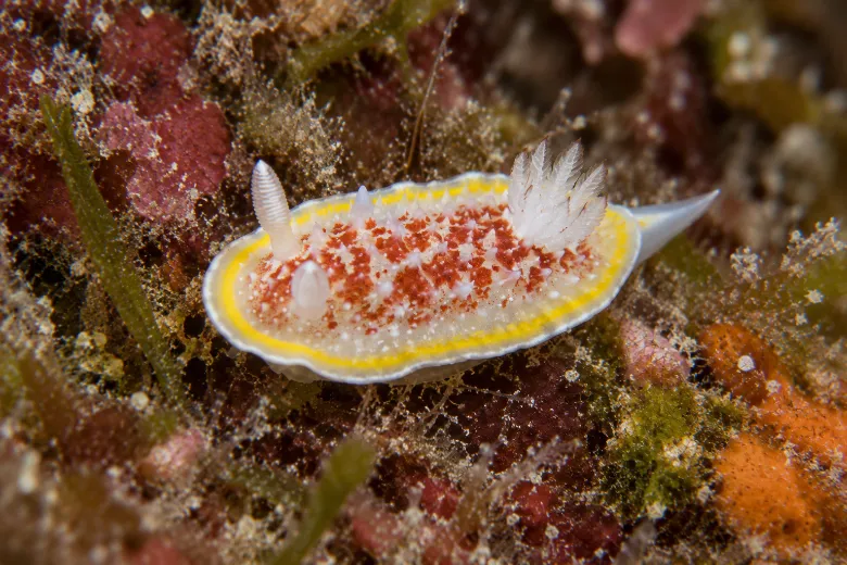 Diaphorodoris luteocincta