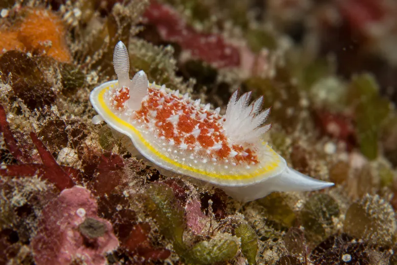 Diaphorodoris luteocincta