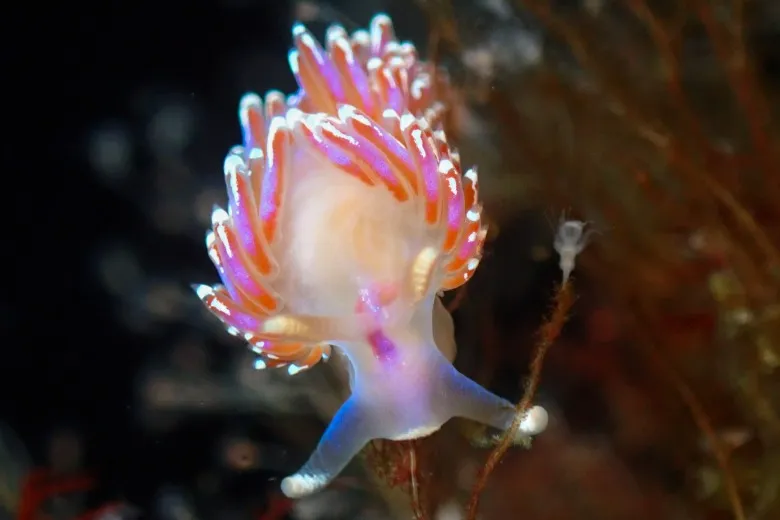 Facelina auriculata