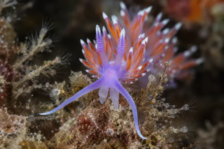 Flabellina ischitana
