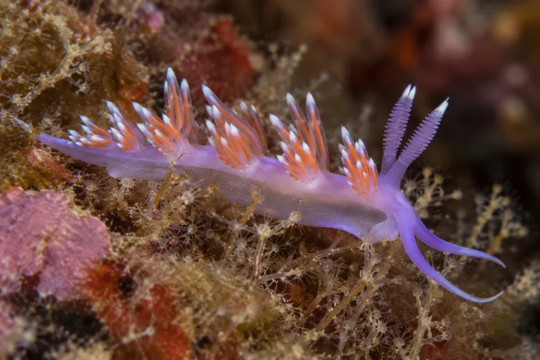 Flabellina ischitana