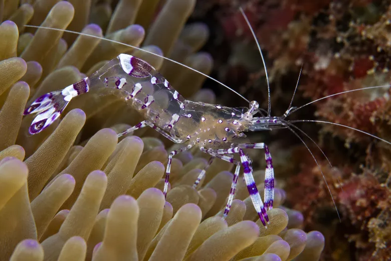 Periclimenes amethysteus