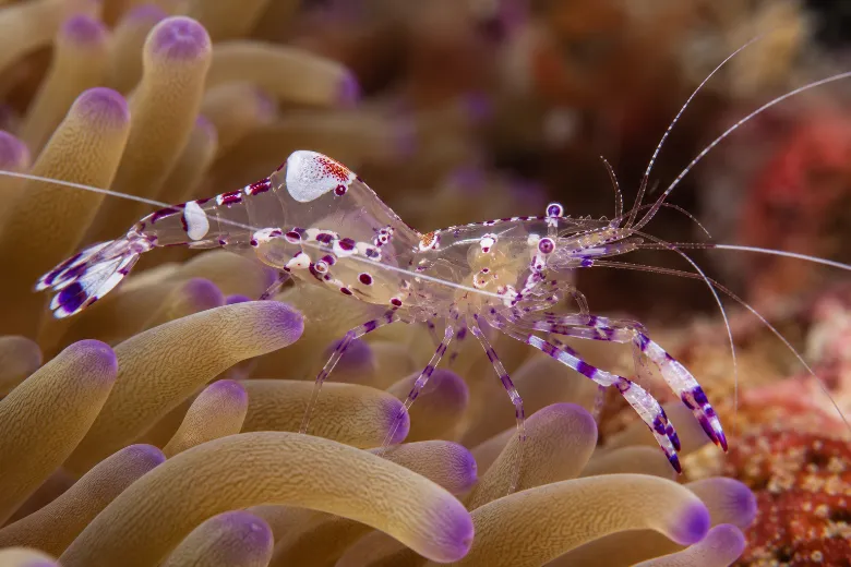 Periclimenes amethysteus