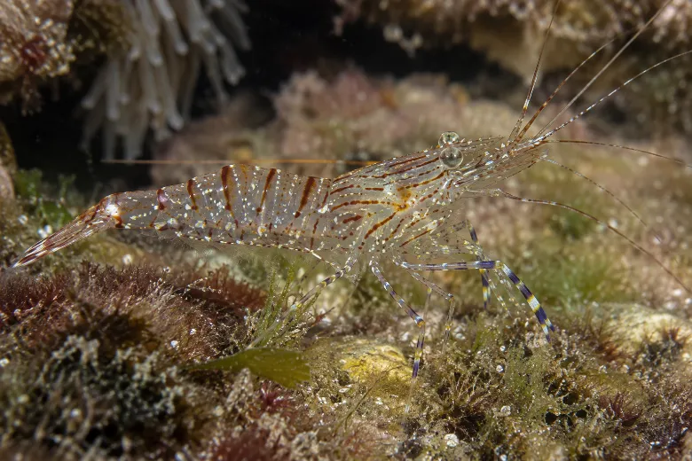 Palaemon elegans