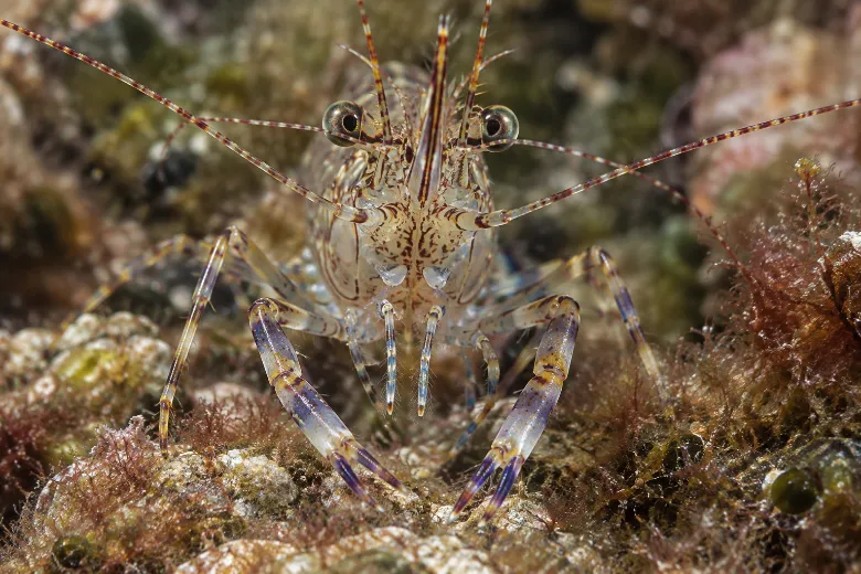 Palaemon elegans