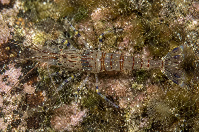 Palaemon elegans