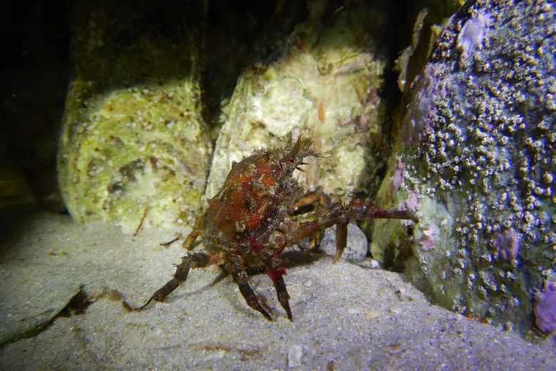 Pisa tetraodon