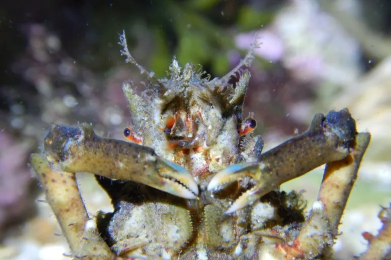 Pisa tetraodon
