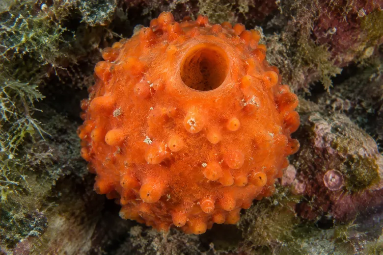 Tethya aurantium