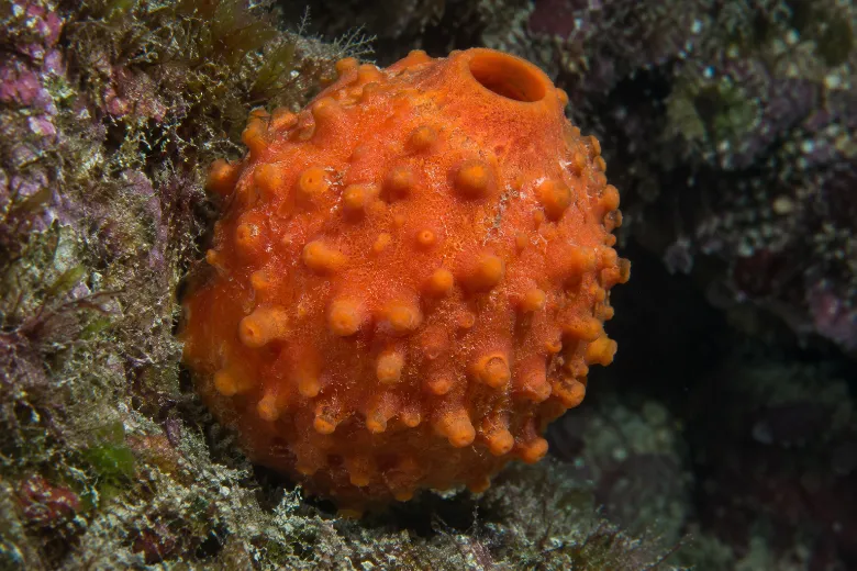 Tethya aurantium