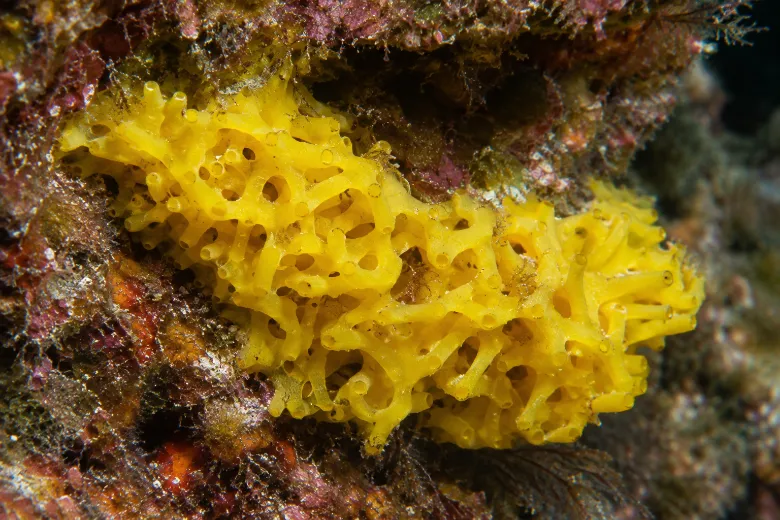 Clathrina clathrus