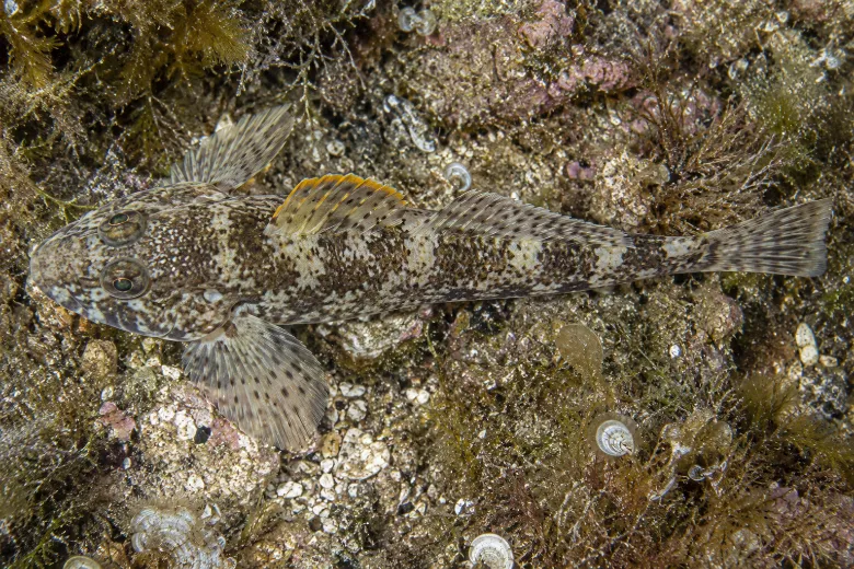 Gobius paganellus