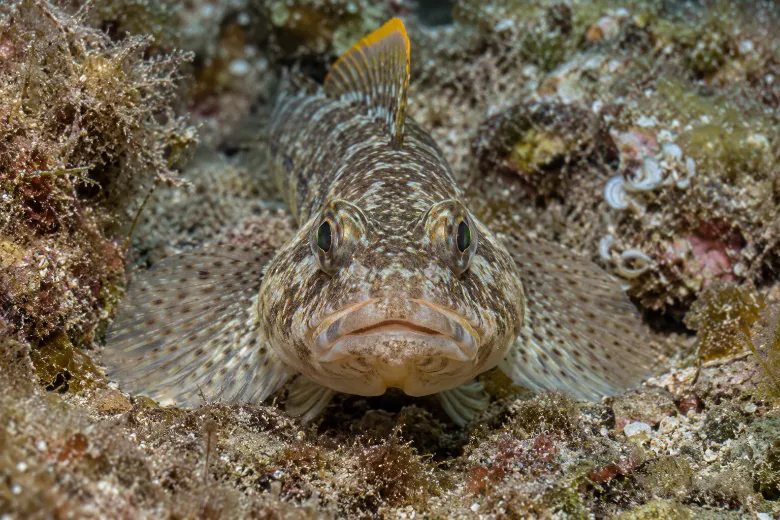 Gobius paganellus