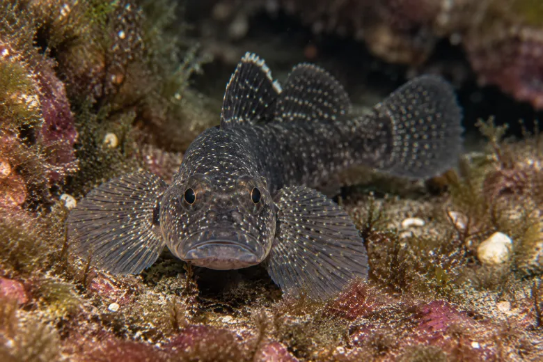 Gobius niger