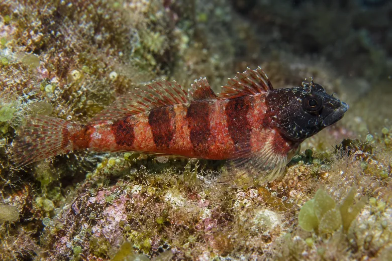 Tripterygion tripteronotum