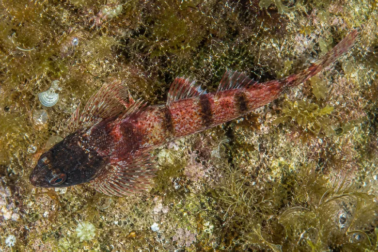 Tripterygion tripteronotum