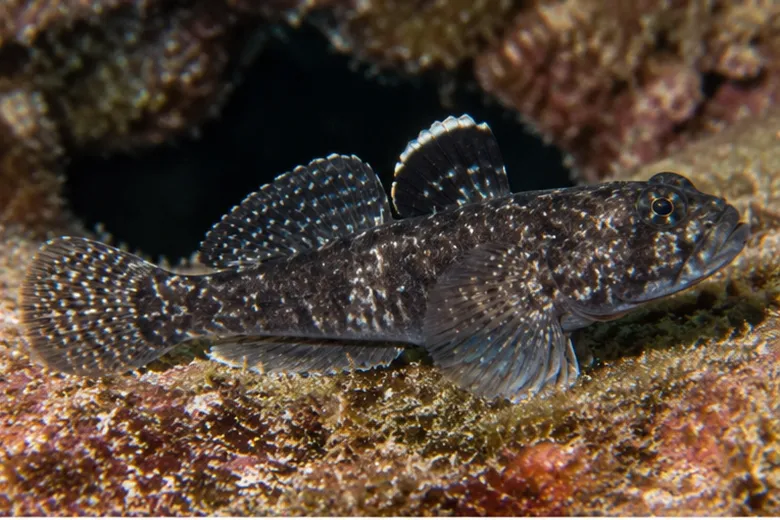 Gobius niger