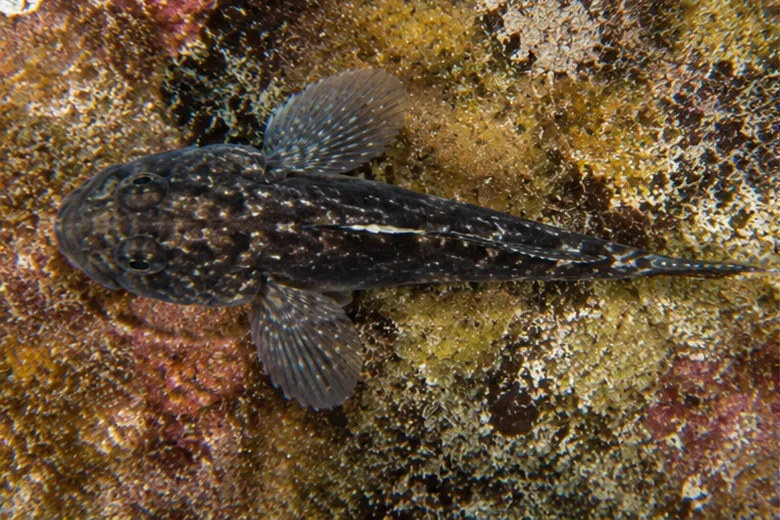 Gobius niger