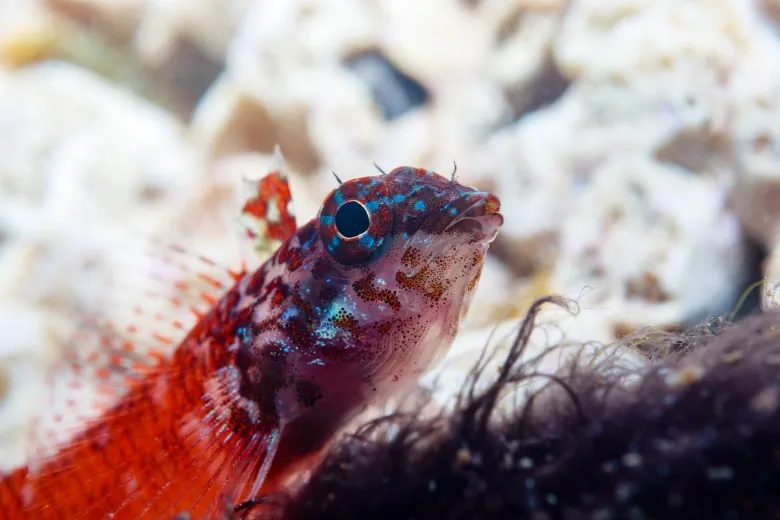 Tripterygion melanurus